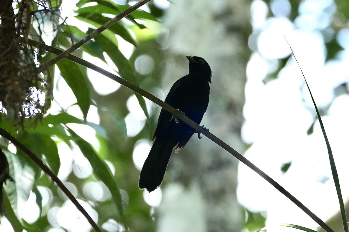 Silver-beaked Tanager - ML646476443