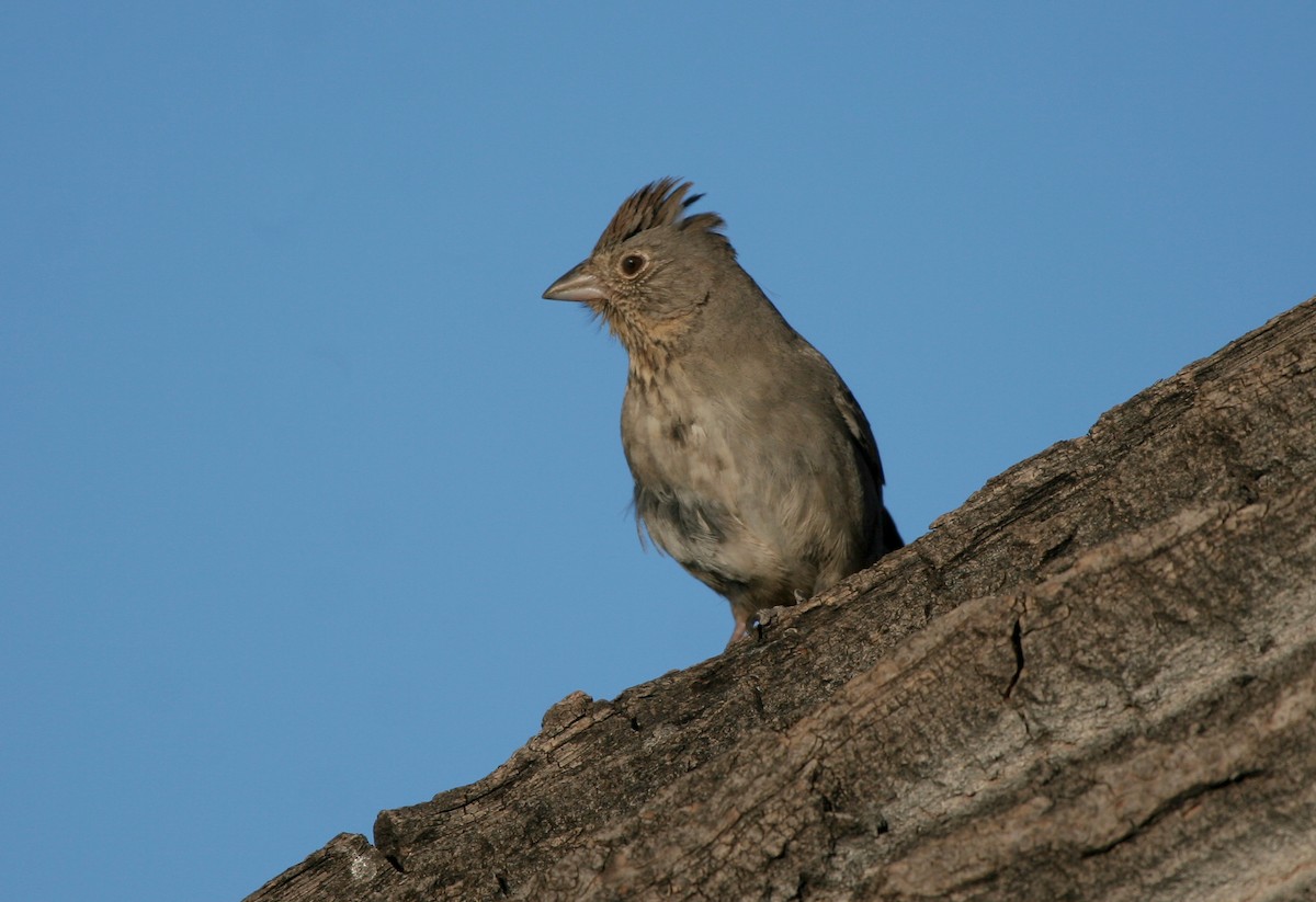 Тауї каньйоновий - ML646476446