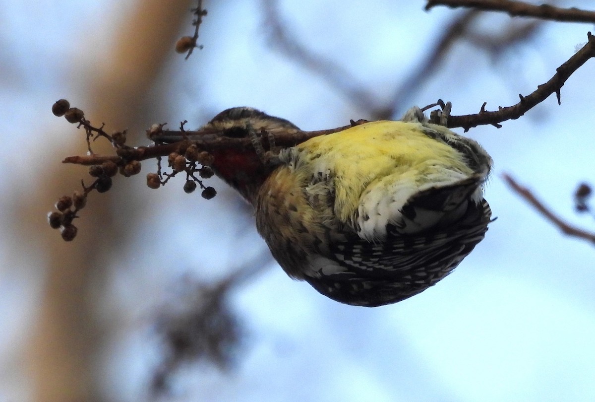 Yellow-bellied Sapsucker - ML646476448