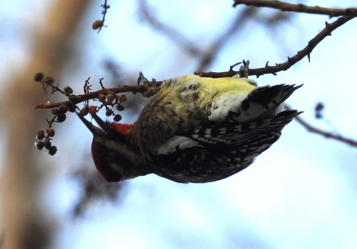 Yellow-bellied Sapsucker - ML646476449