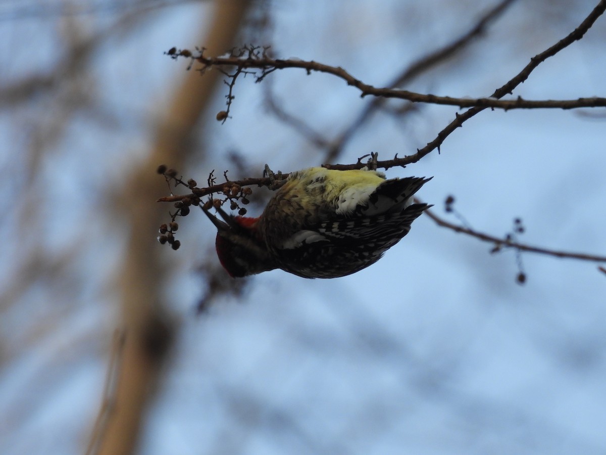 Yellow-bellied Sapsucker - ML646476450