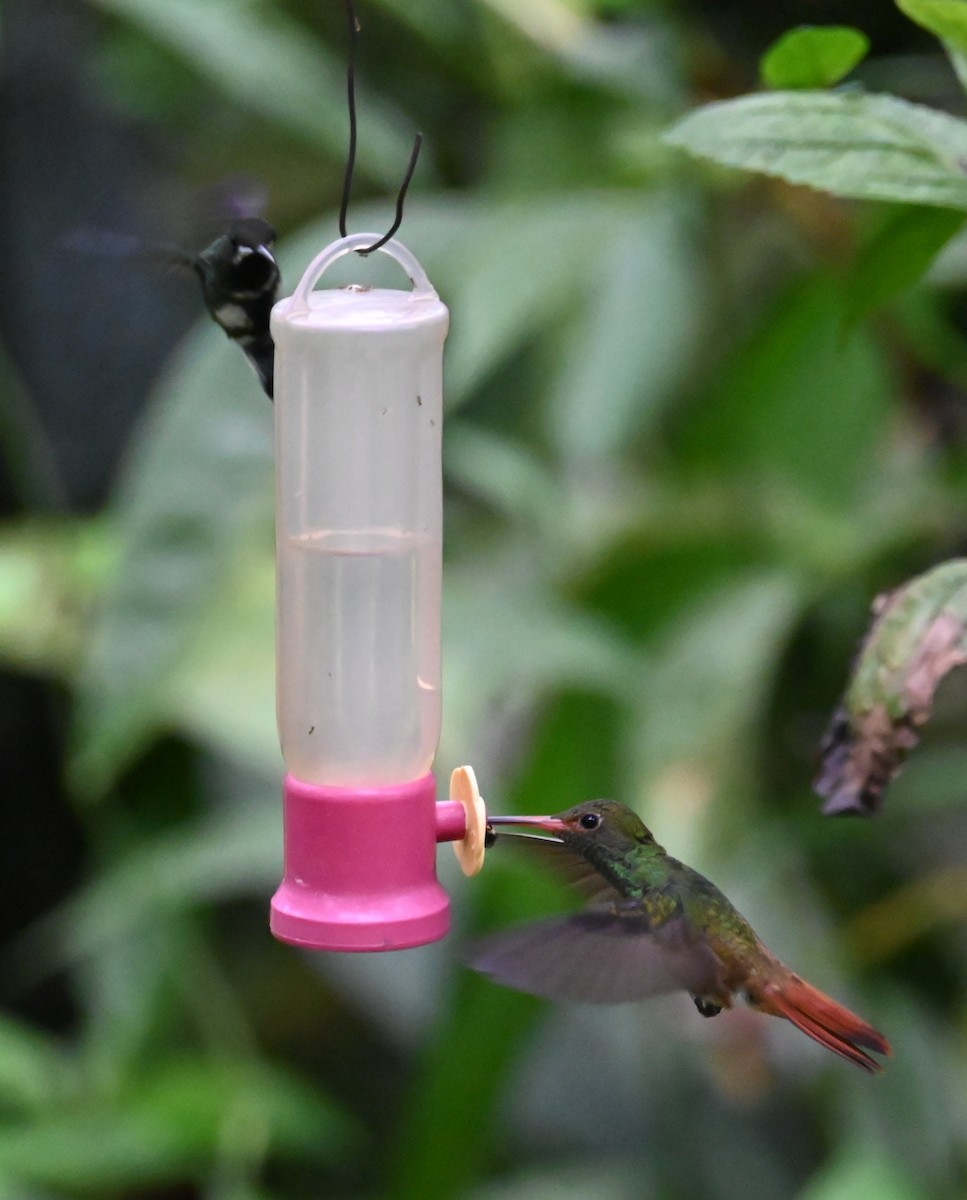 kolibřík rezavoocasý - ML646476452