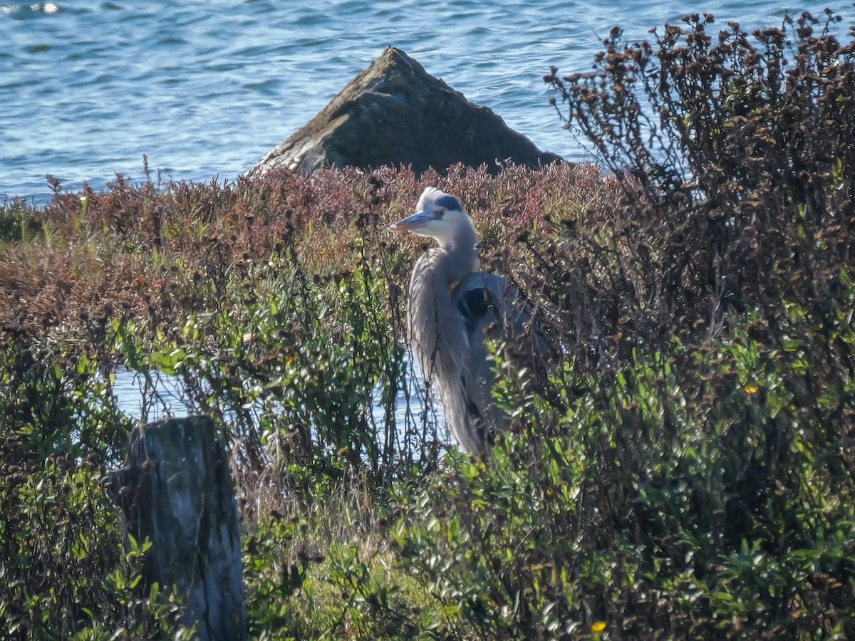 Great Blue Heron - ML646476454