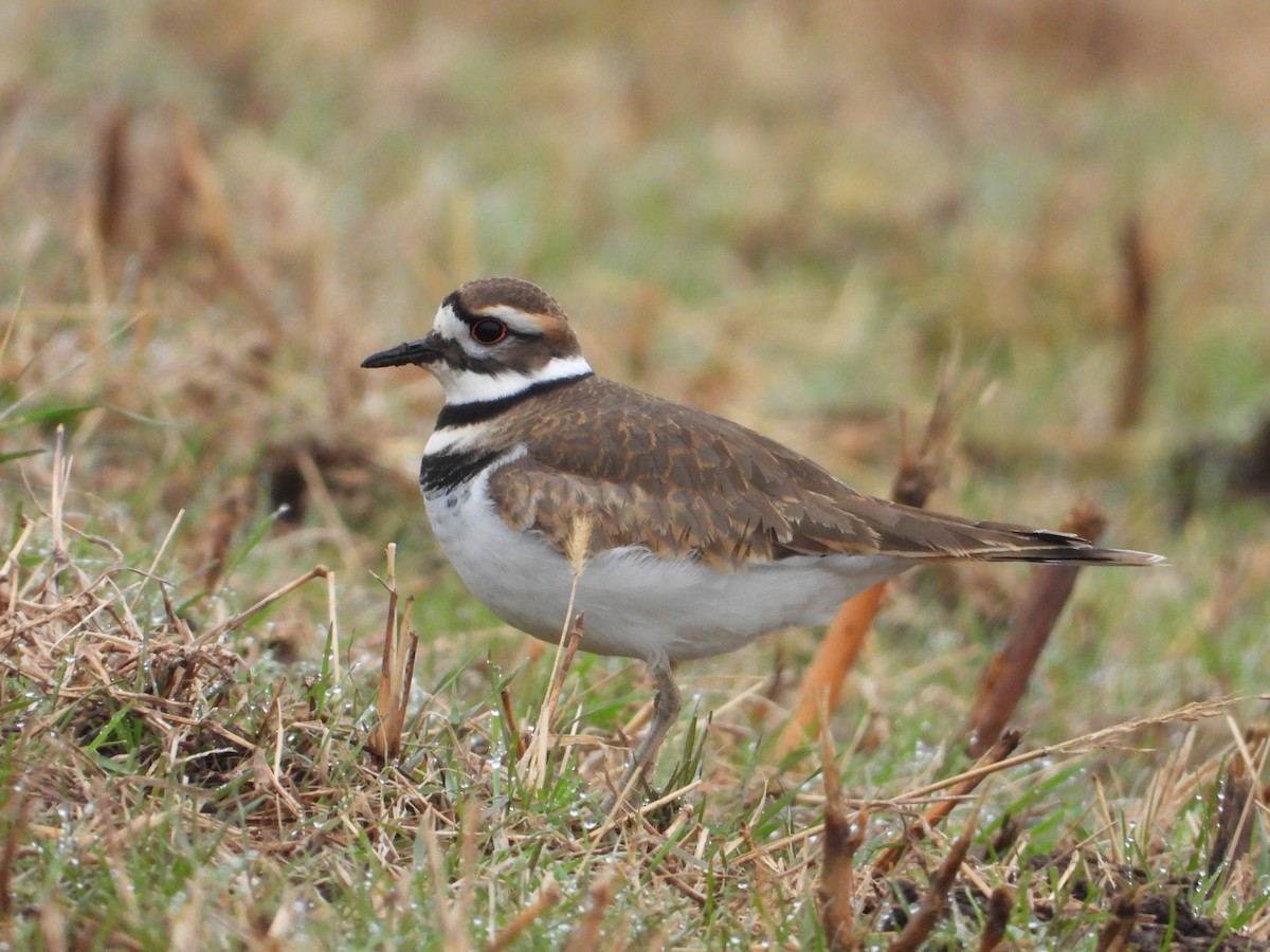 Killdeer - ML646476456