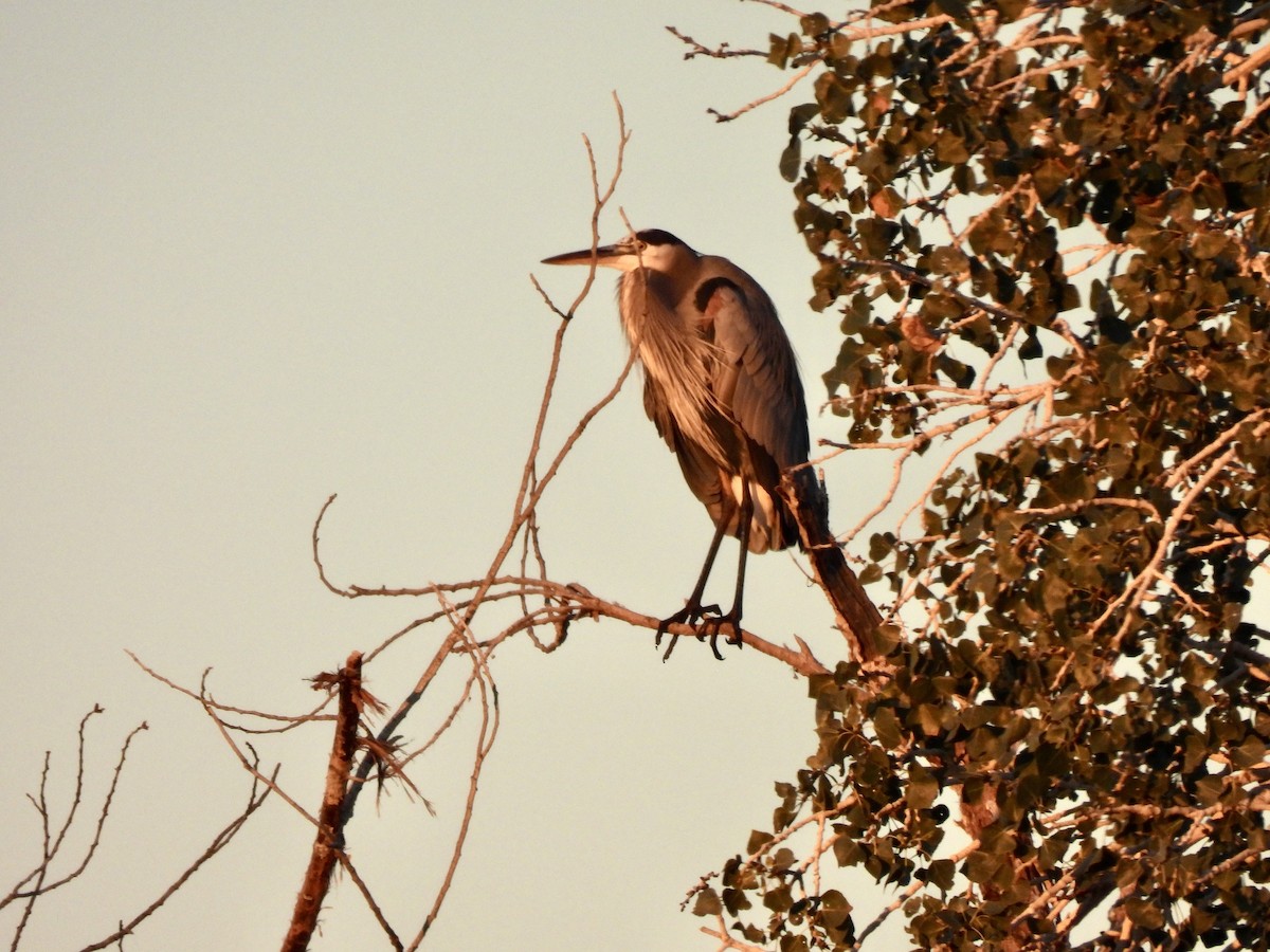 volavka velká - ML646476457