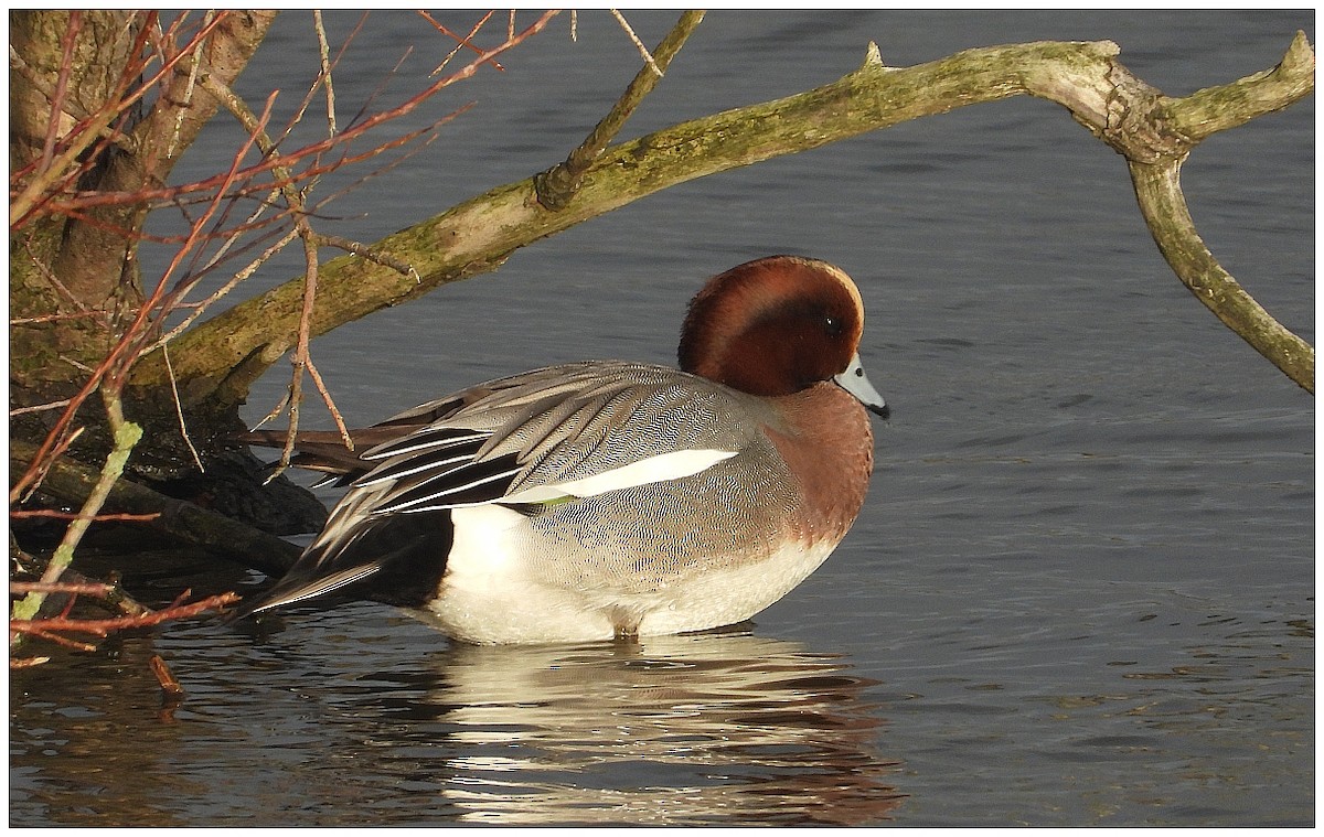 Свищ євразійський - ML646476461