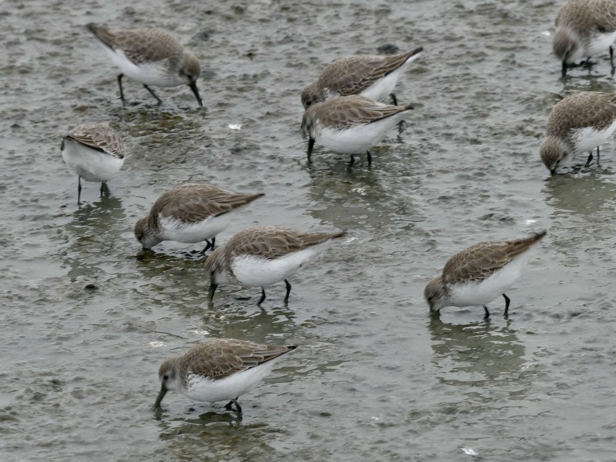 Western Sandpiper - ML646476463