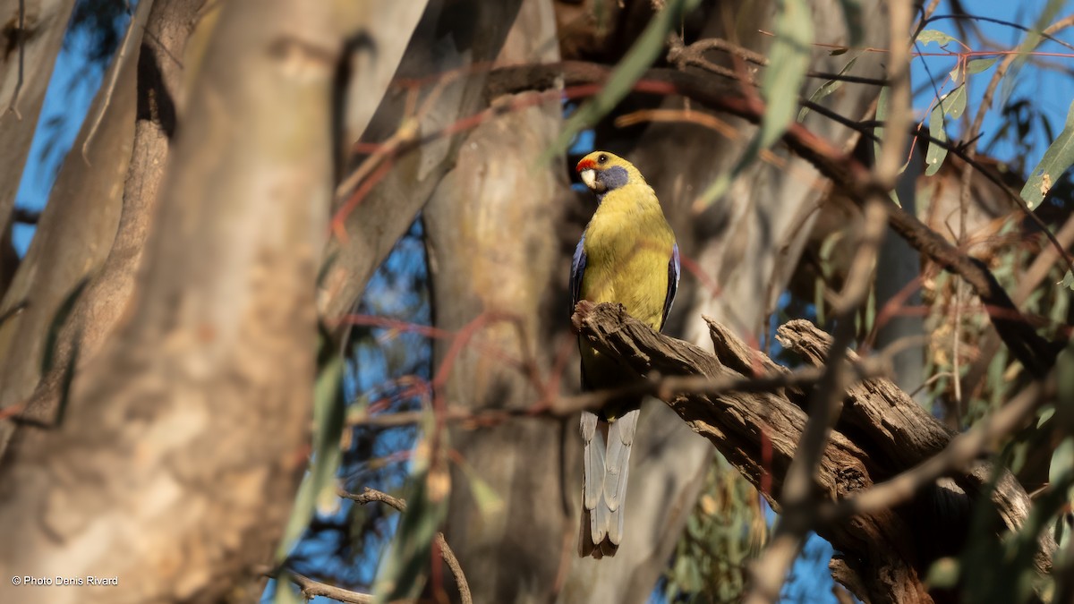 rosela Pennantova (ssp. flaveolus) - ML646476464