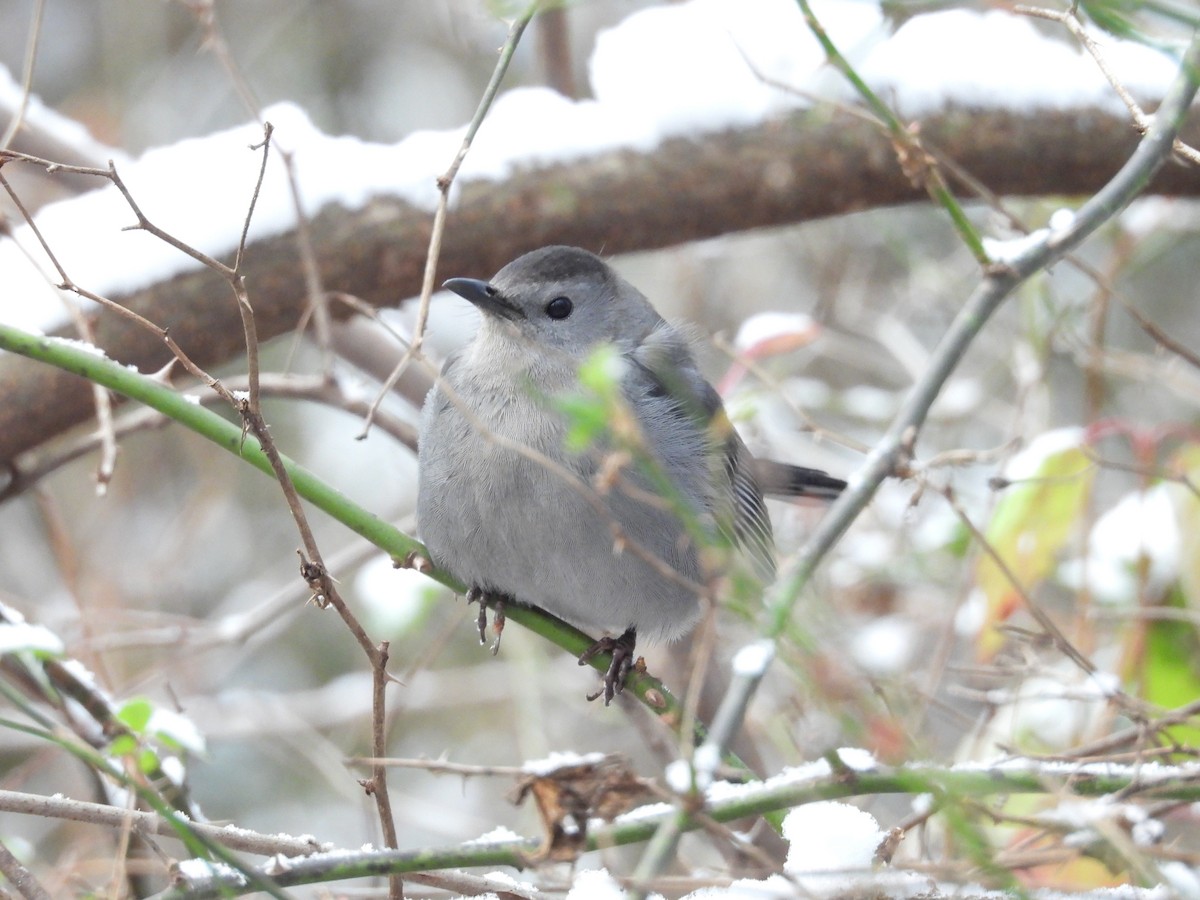 Gray Catbird - ML646476466