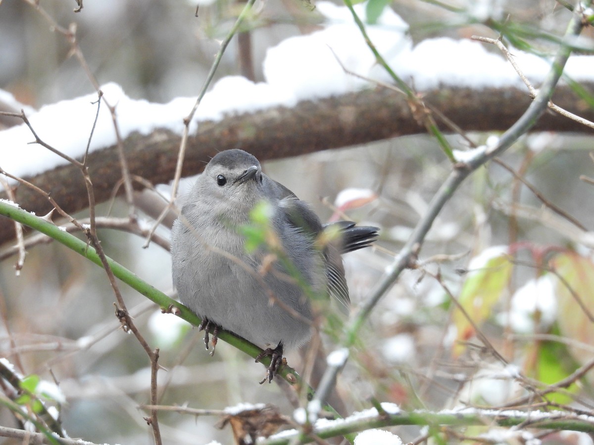 Gray Catbird - ML646476467