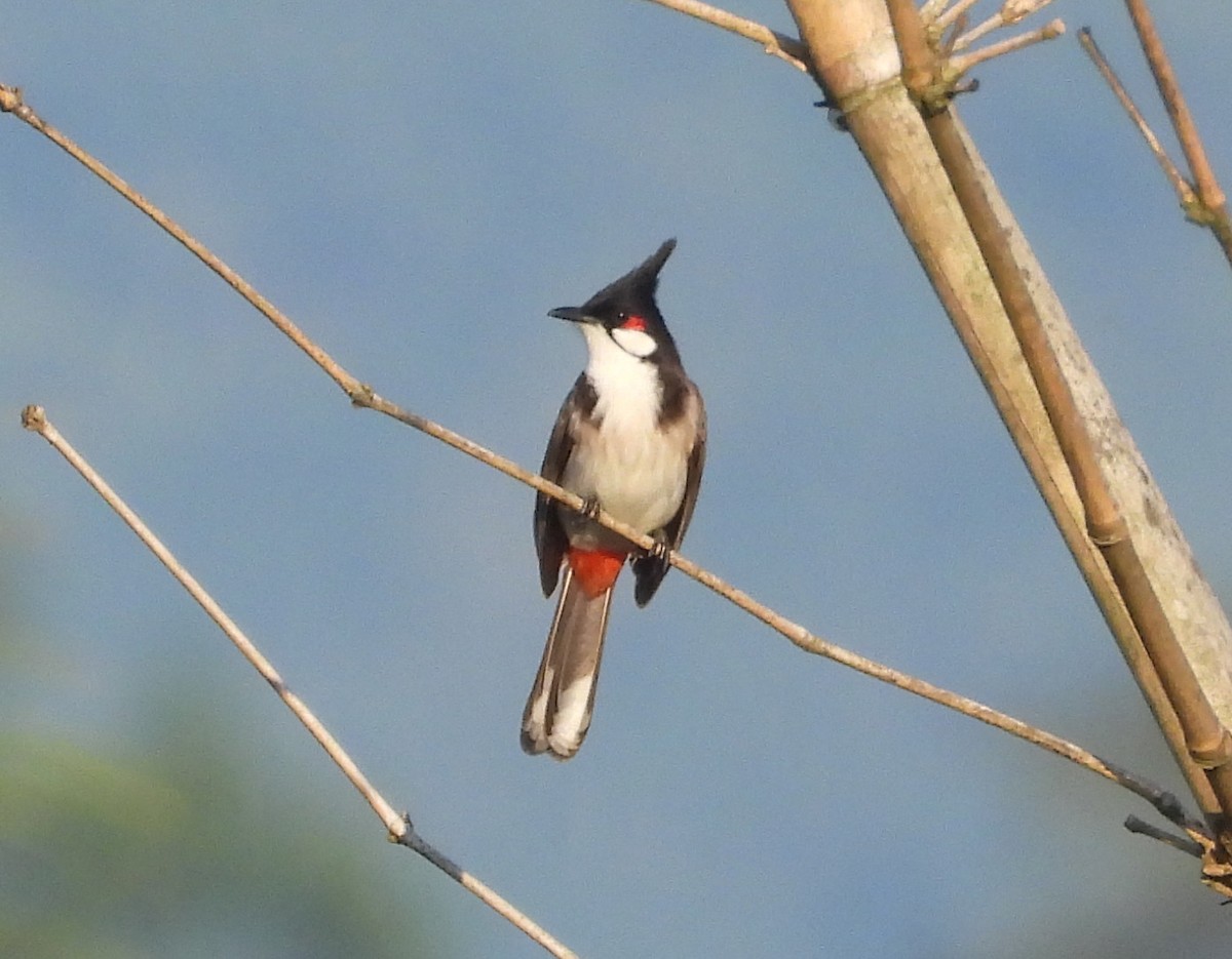 bulbul červenouchý - ML646476468