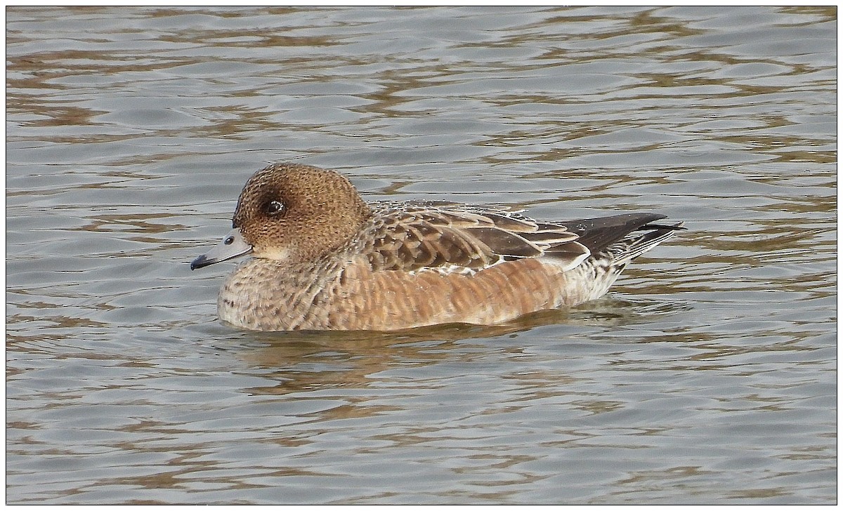 Свищ євразійський - ML646476469