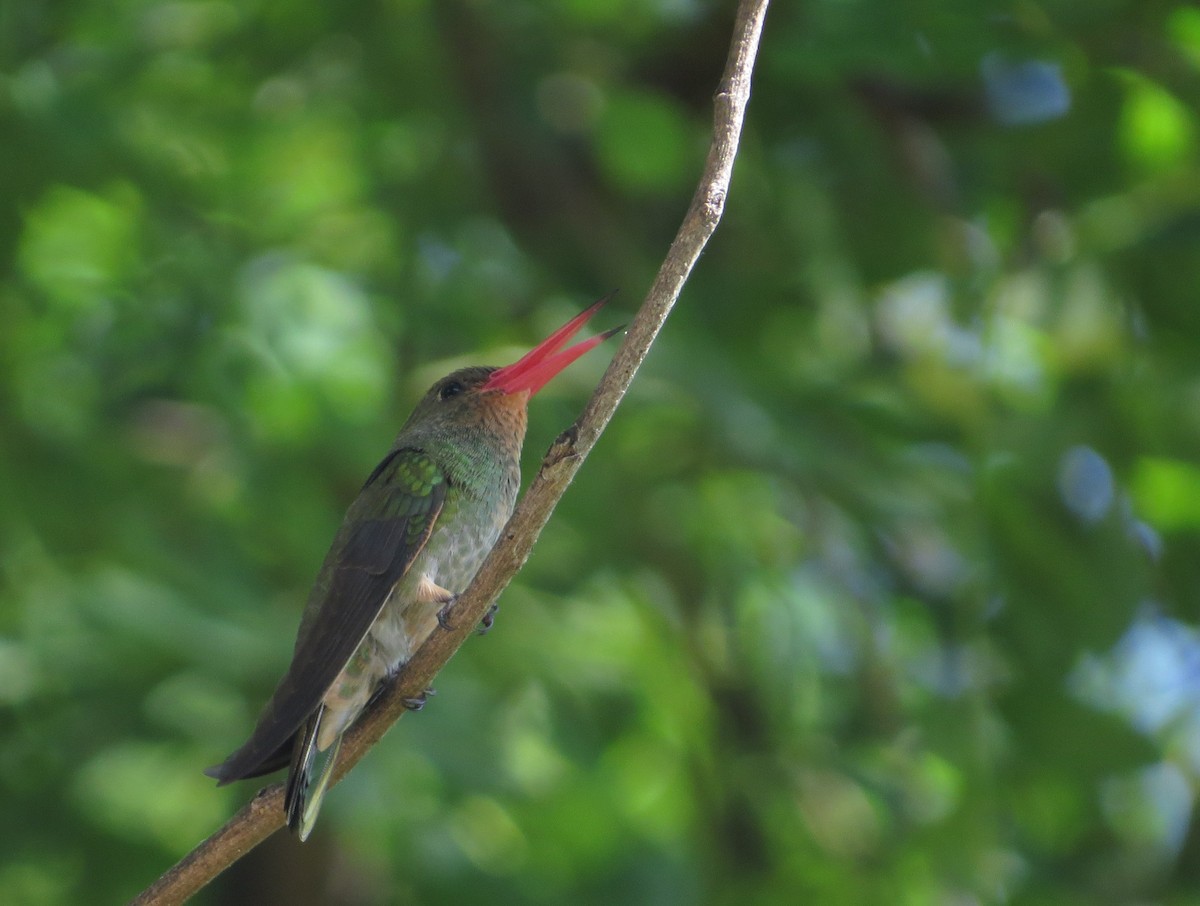 Gilded Hummingbird - ML646476470