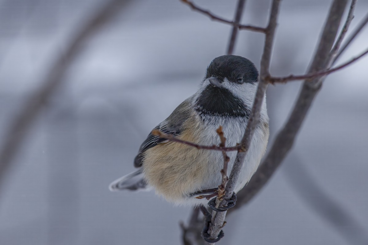 Black-capped Chickadee - ML646476474