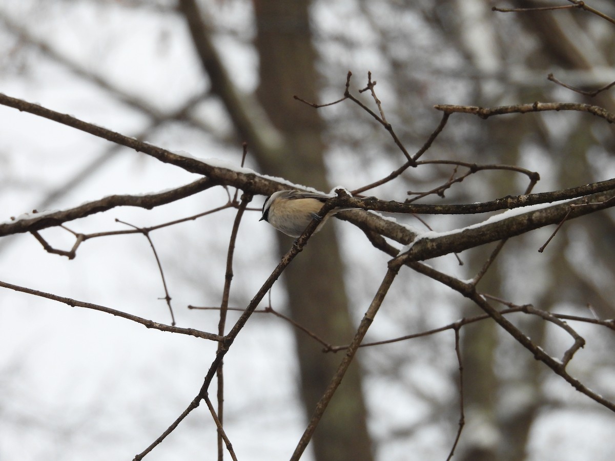 Carolina Chickadee - ML646476476