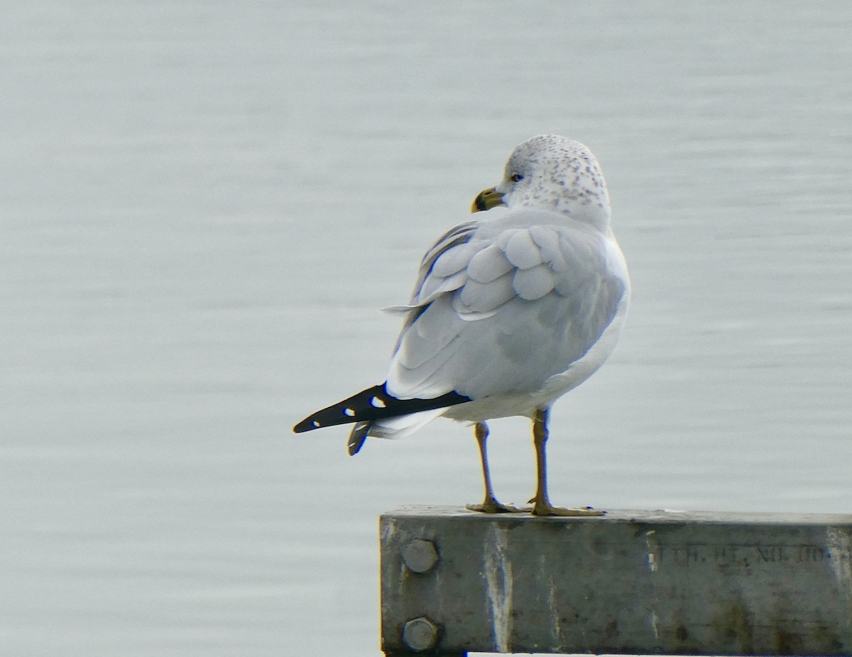 Ring-billed Gull - ML646476477