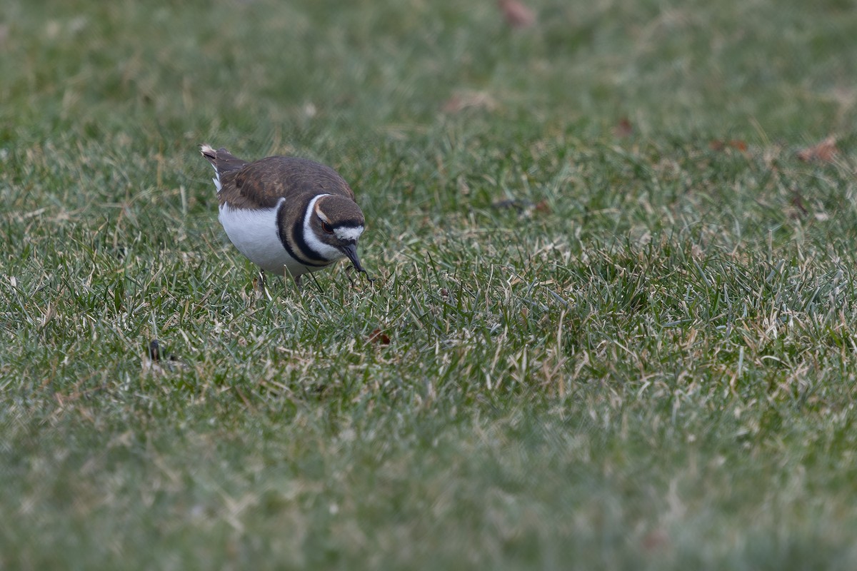 Killdeer - ML646476479