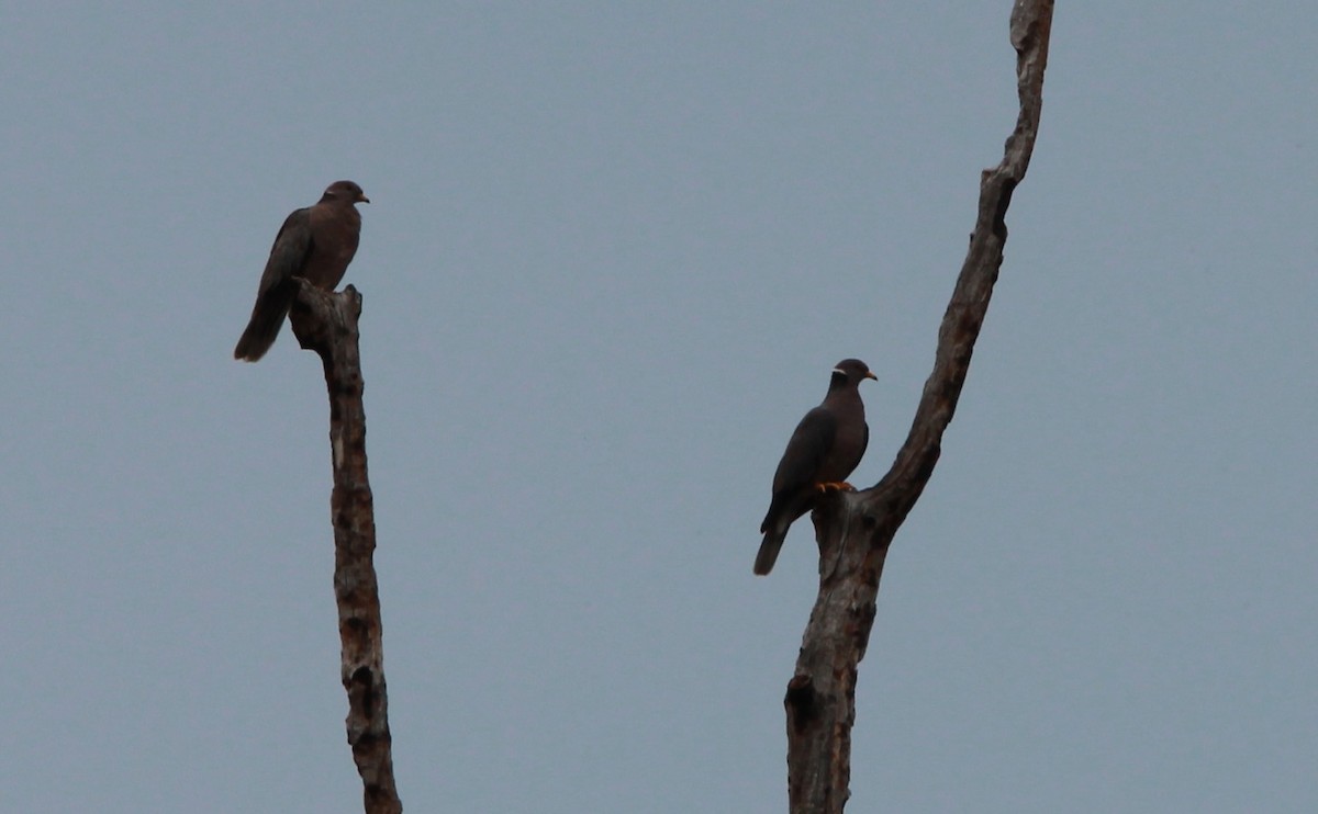 Полосатохвостый голубь - ML646476480