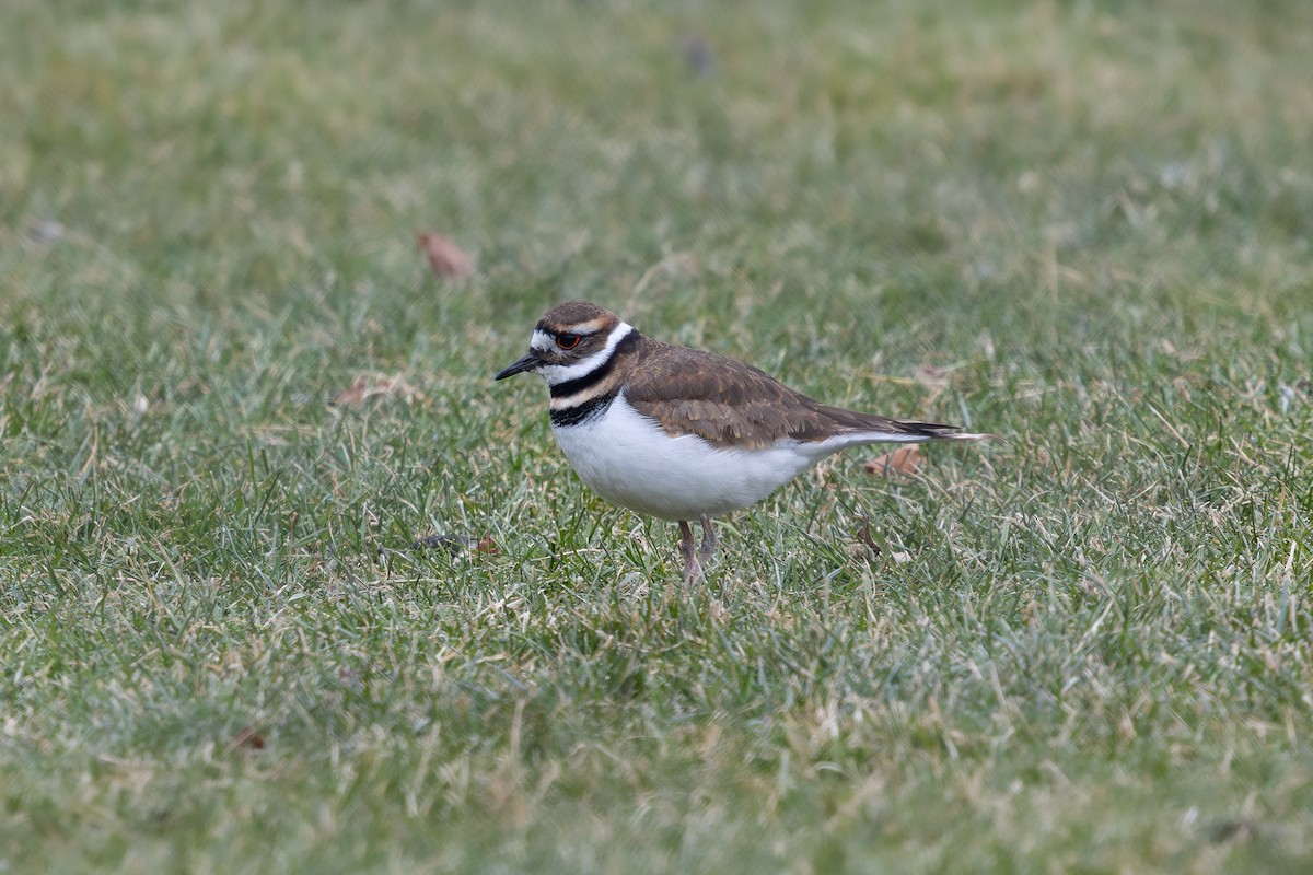 Killdeer - ML646476481