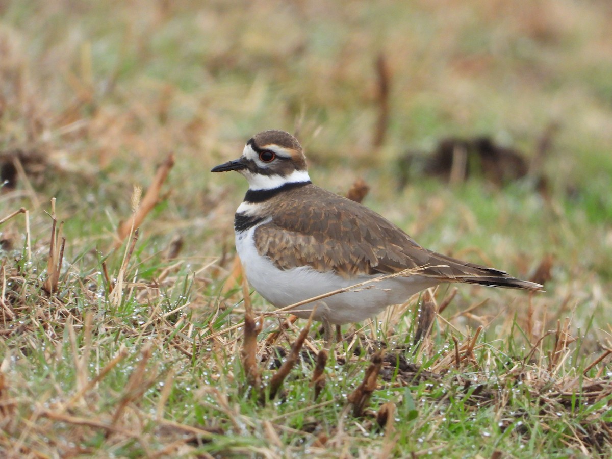 Killdeer - ML646476482