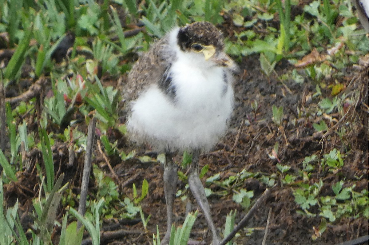 Avefría Militar (Sureña) - ML646476483