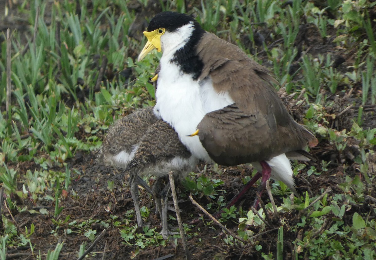 Avefría Militar (Sureña) - ML646476484