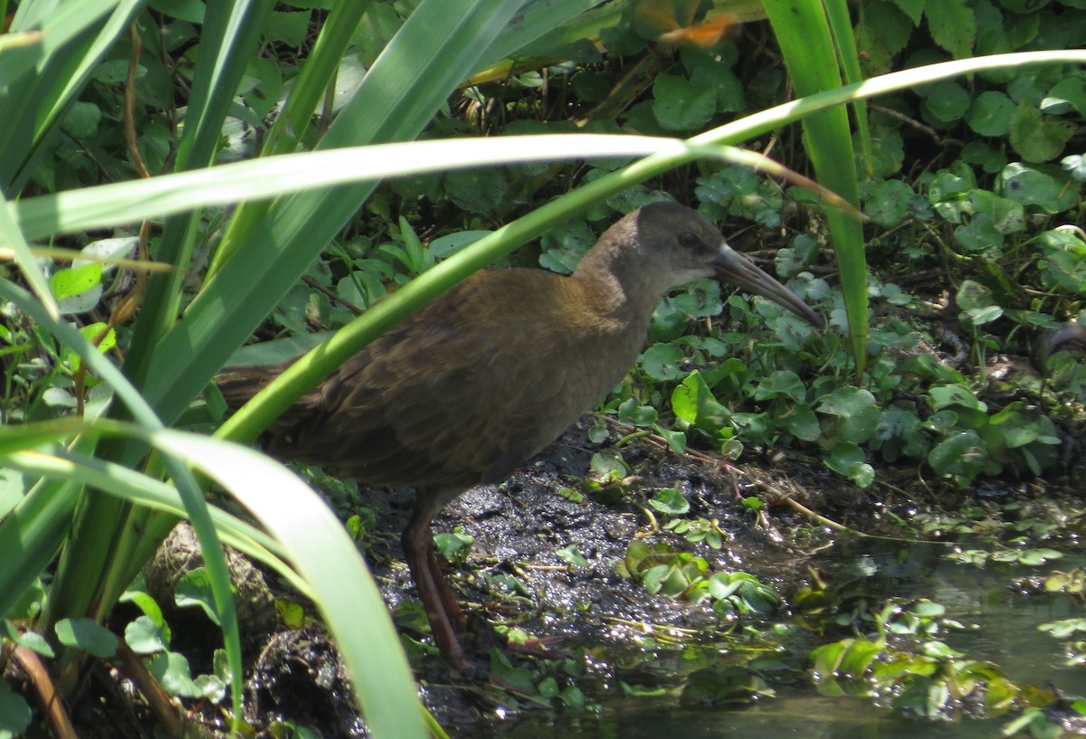 Kurşuni Sukılavuzu - ML646476485