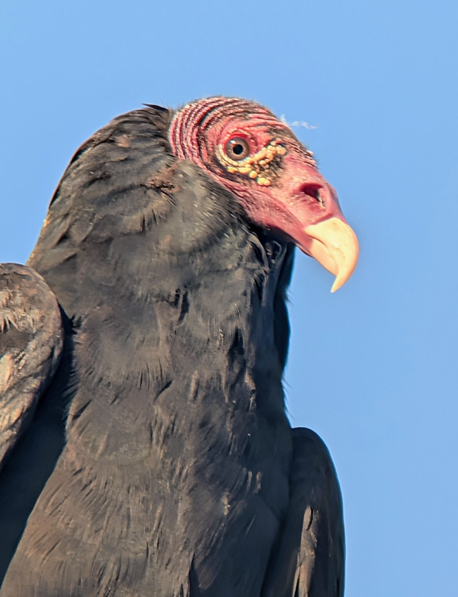 Turkey Vulture - ML646476487