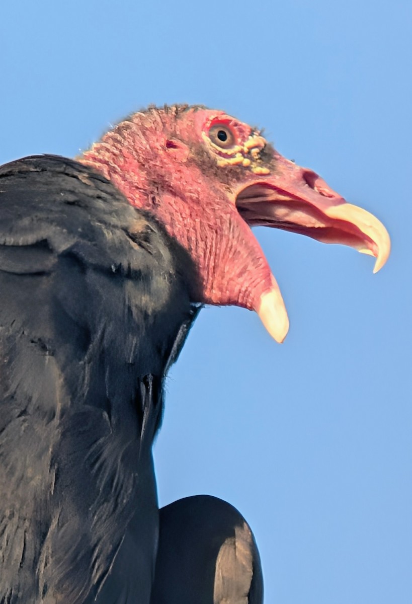 Turkey Vulture - ML646476489