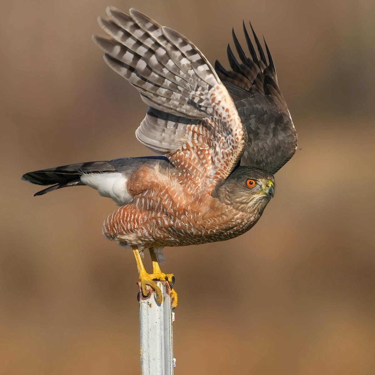 Cooper's Hawk - ML646476490