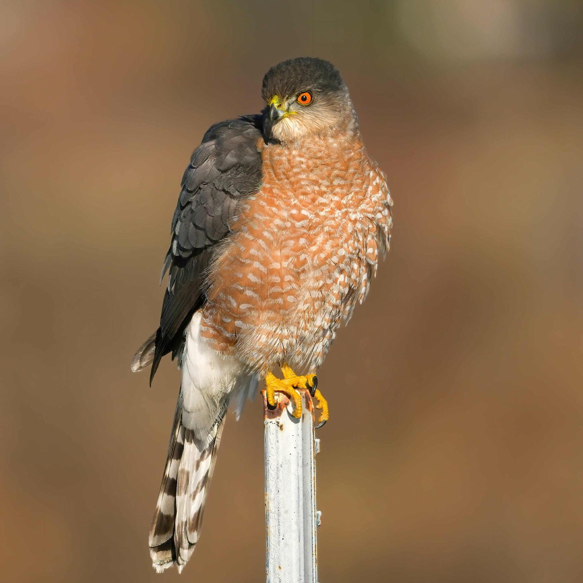 Cooper's Hawk - ML646476491