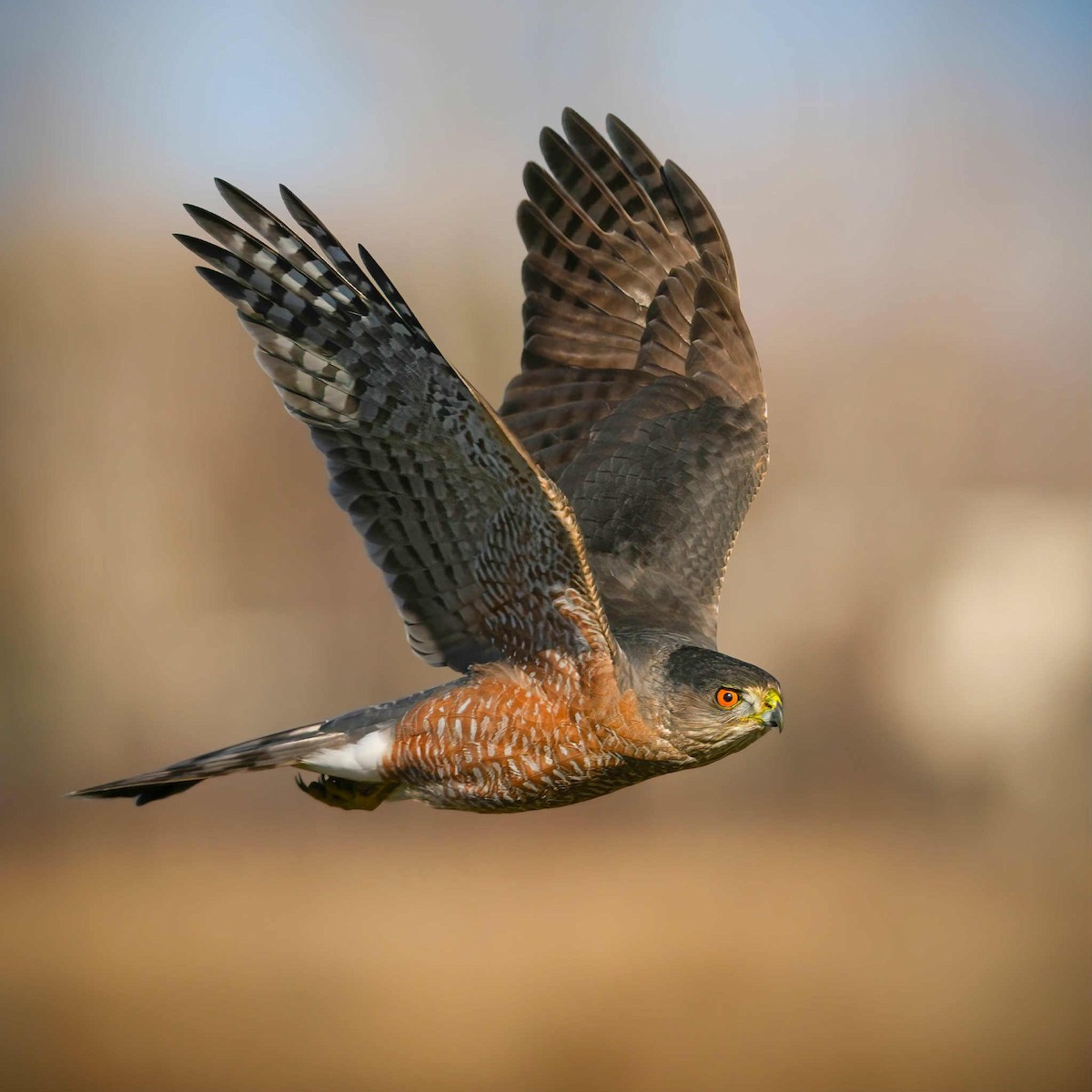 Cooper's Hawk - ML646476493