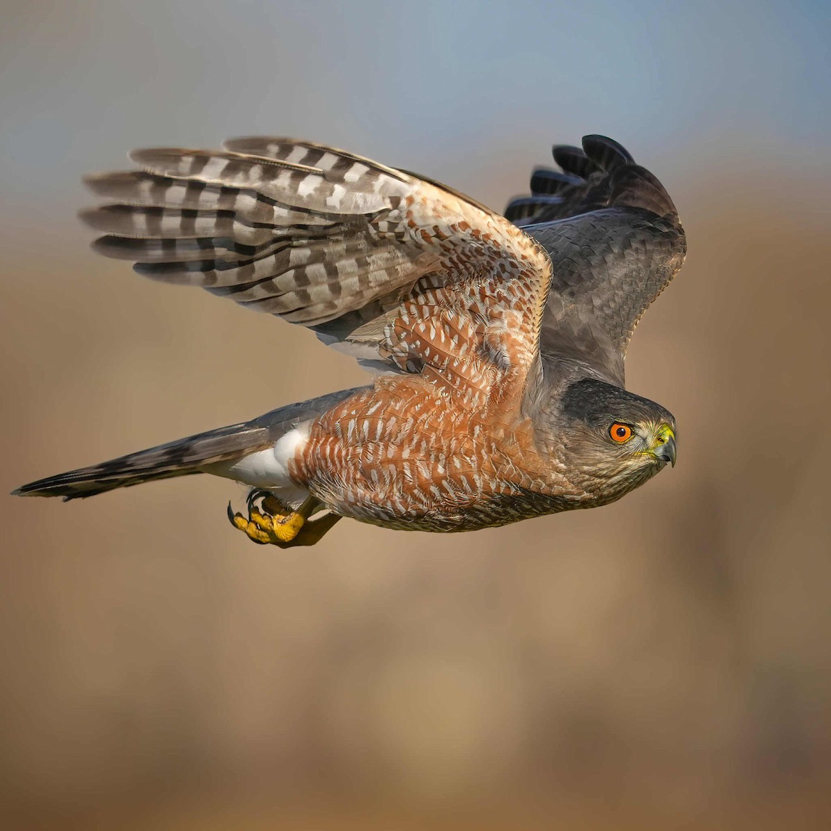 Cooper's Hawk - ML646476494