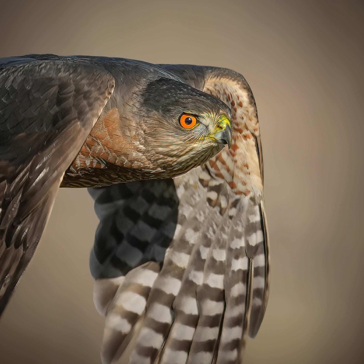 Cooper's Hawk - ML646476495