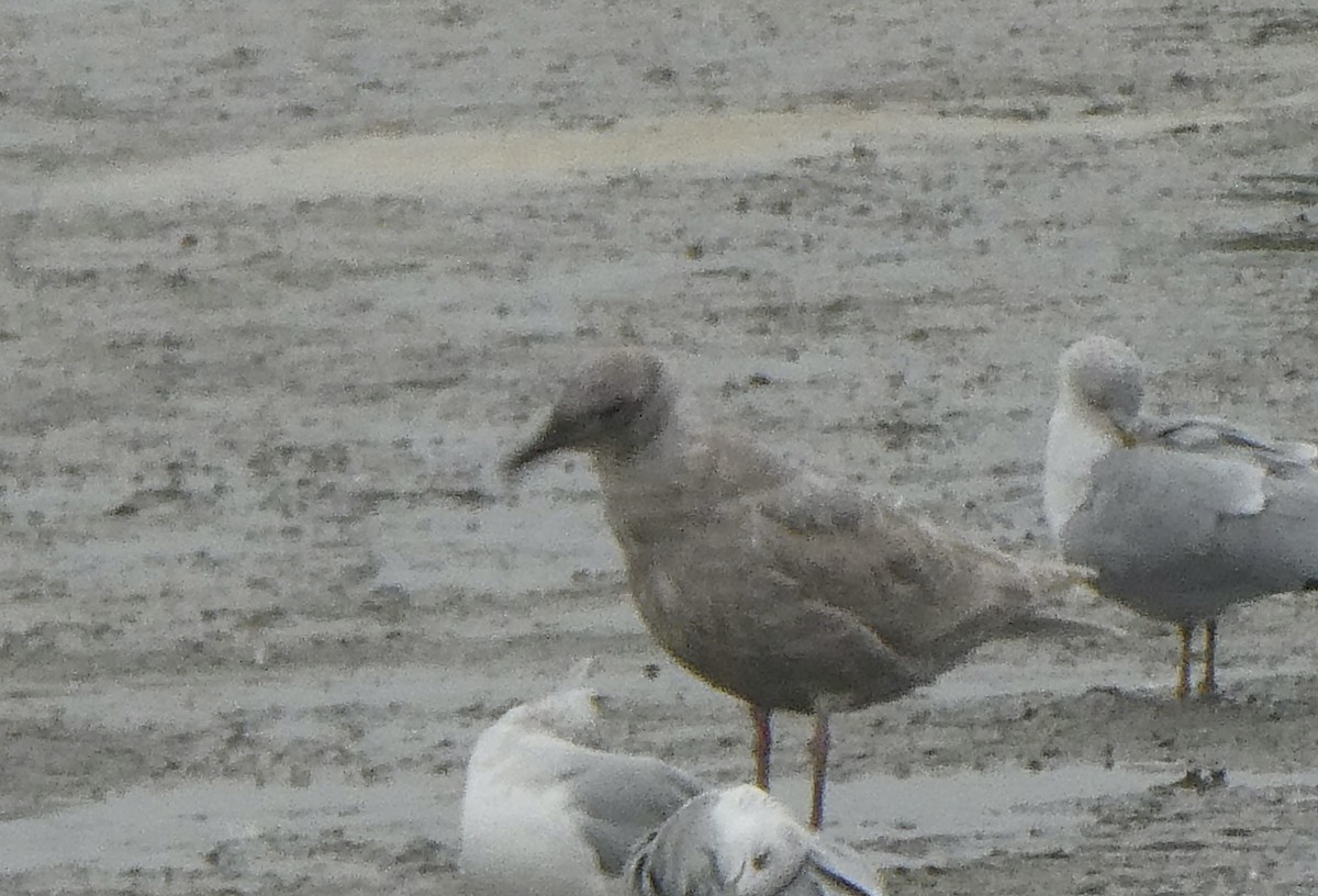 Glaucous-winged Gull - ML646476496