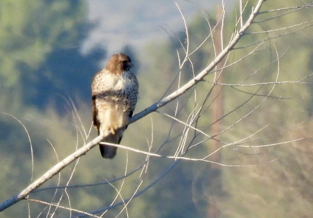 káně rudochvostá - ML646476500