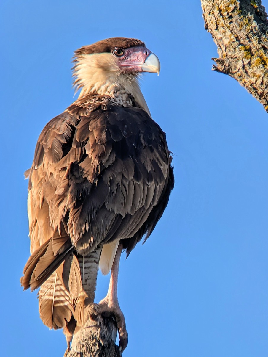 Crested Caracara - ML646476505