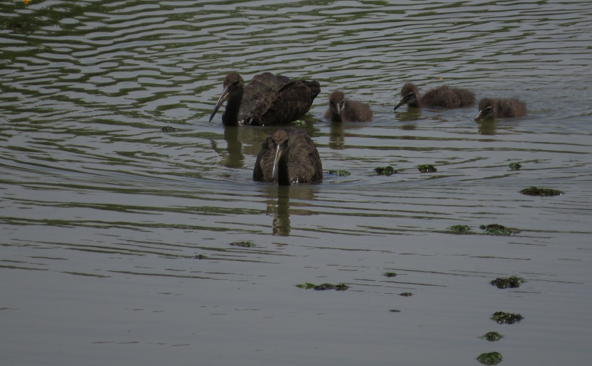 Limpkin - ML646476507