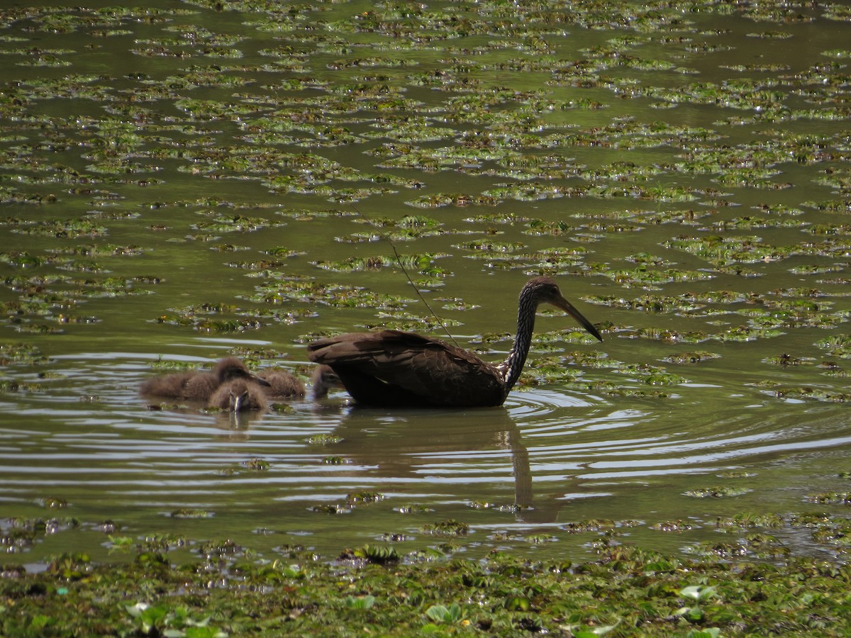 Limpkin - ML646476508