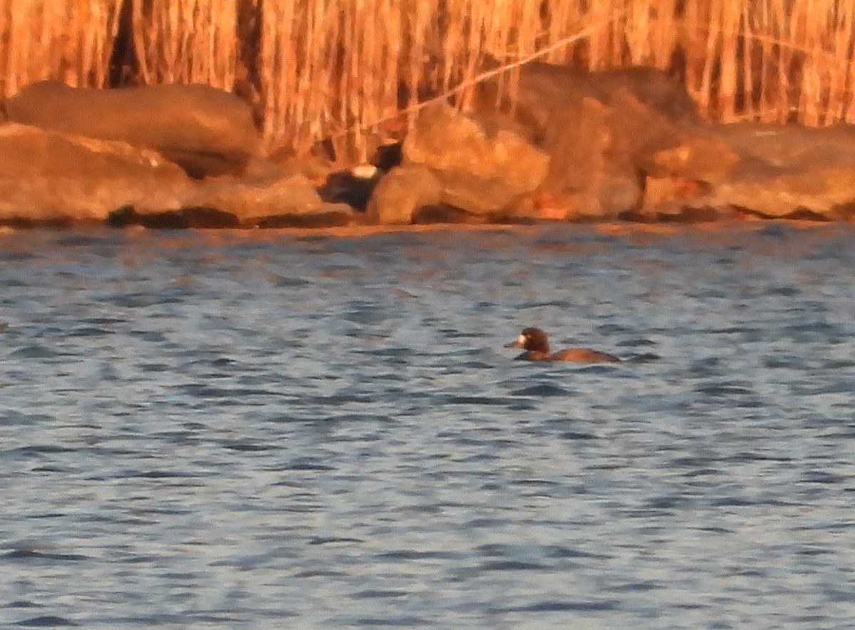 polák vlnkovaný - ML646476510