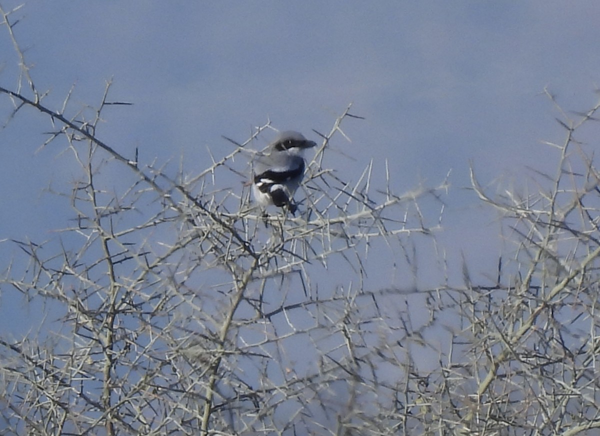 ťuhýk americký - ML646476511