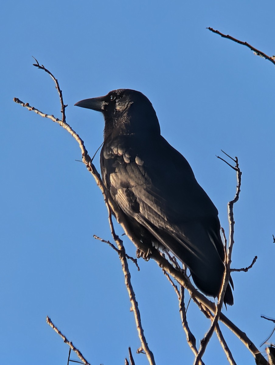 American Crow - ML646476512