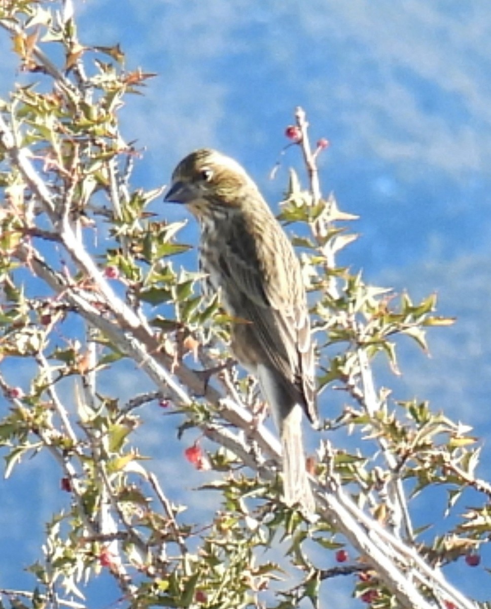 Cassin's Finch - ML646476514