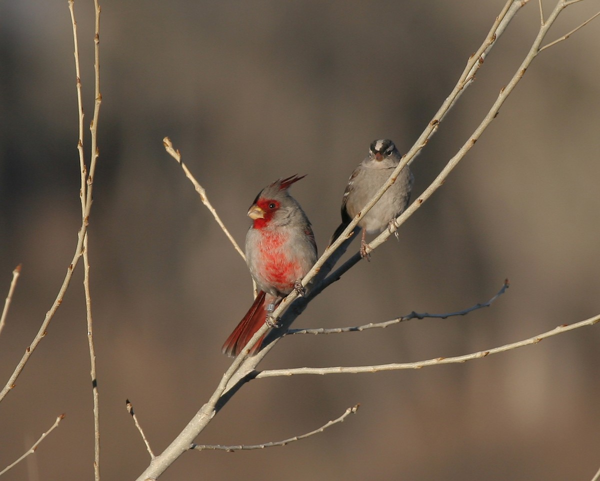 Кардинал червоногорлий - ML646476516