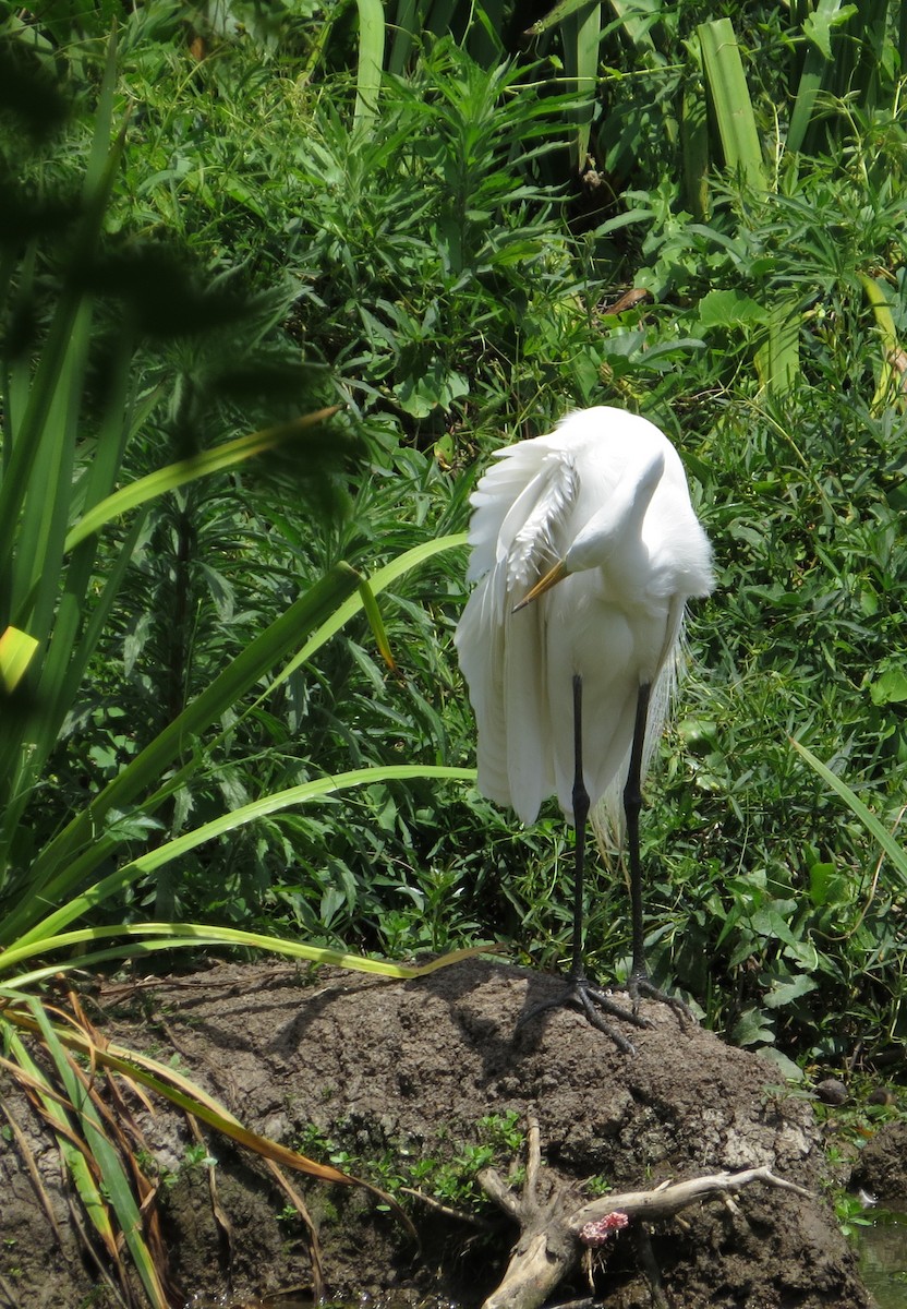 Цасч дэглий - ML646476517