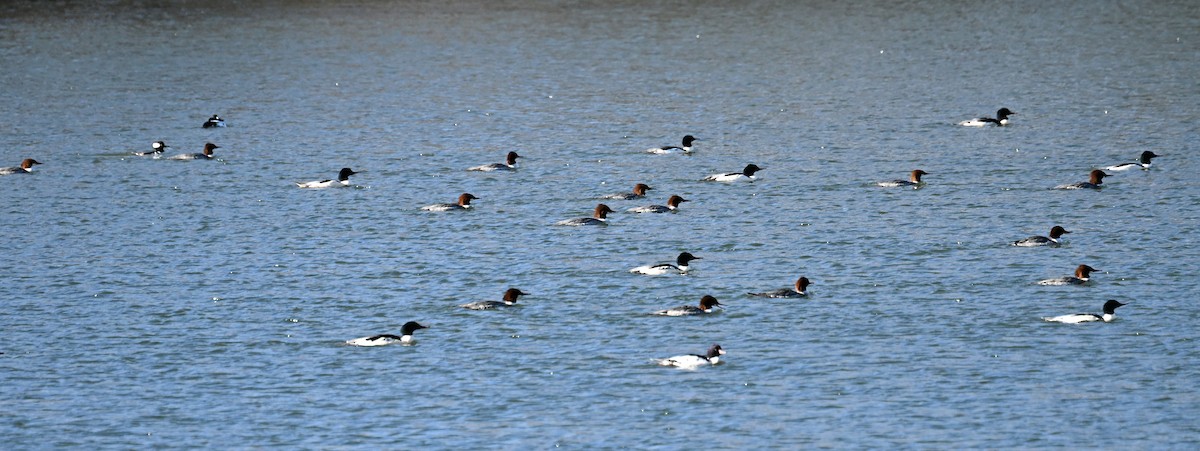 Common Merganser - ML646476519