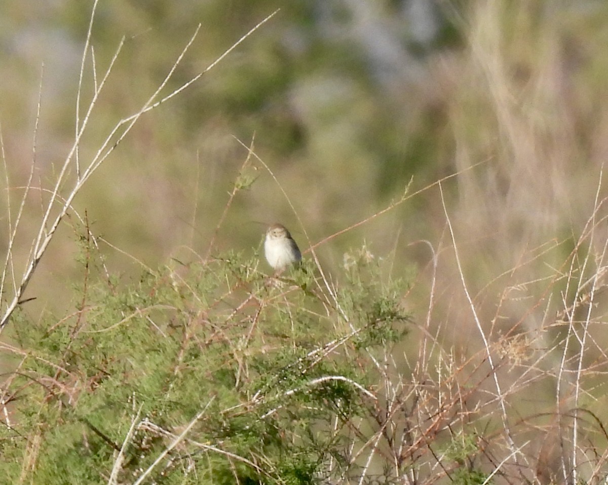 Brewer's Sparrow - ML646476521