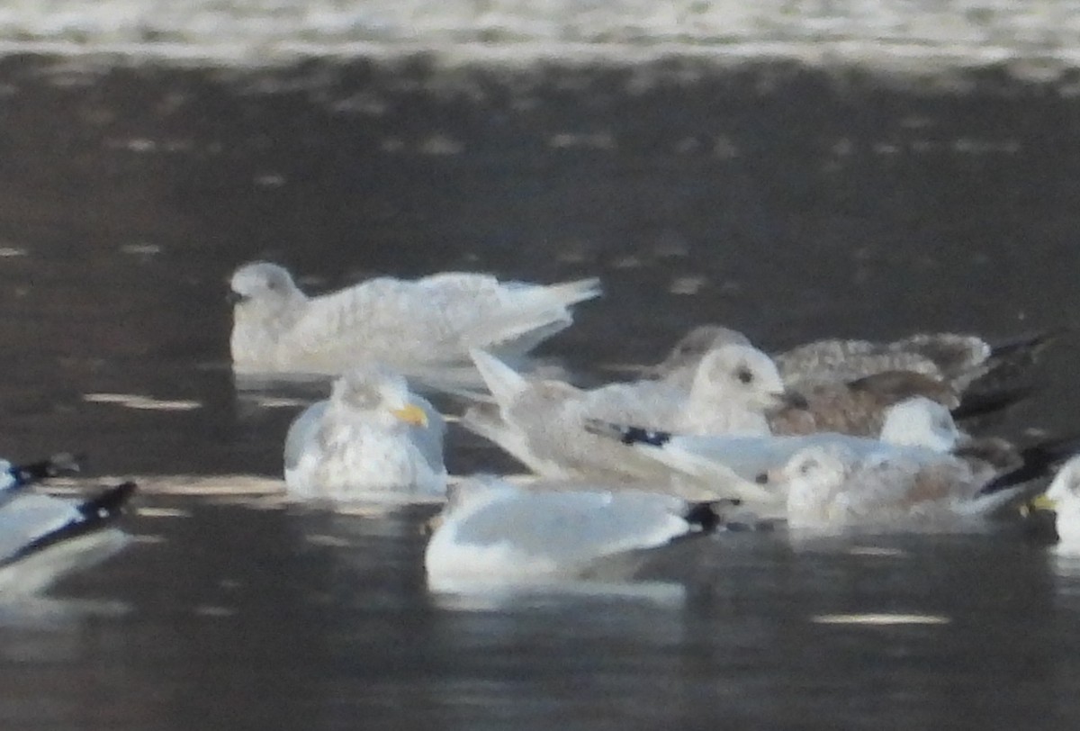 racek polární - ML646476523