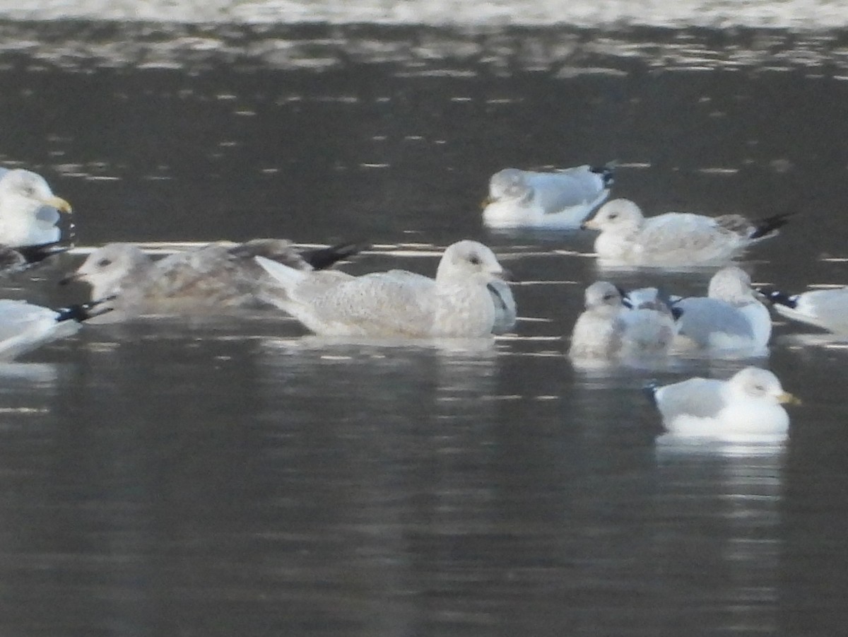 racek polární - ML646476524