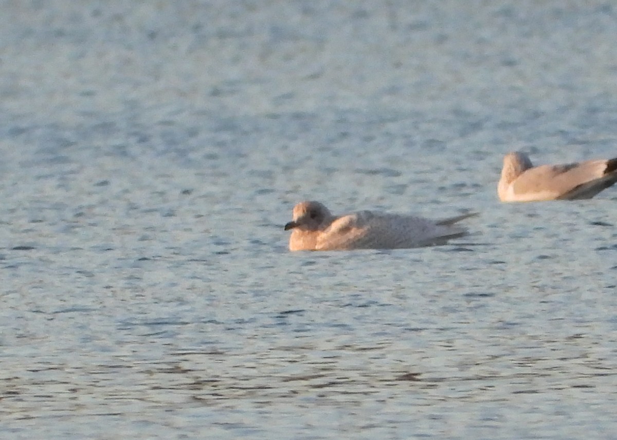 racek polární - ML646476525